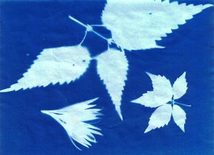 Fotogramm 12x18cm in Cyanotypie